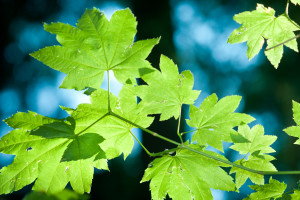 粉丝狂欢!世界电竞战队榜,谁是你心中的NO.1